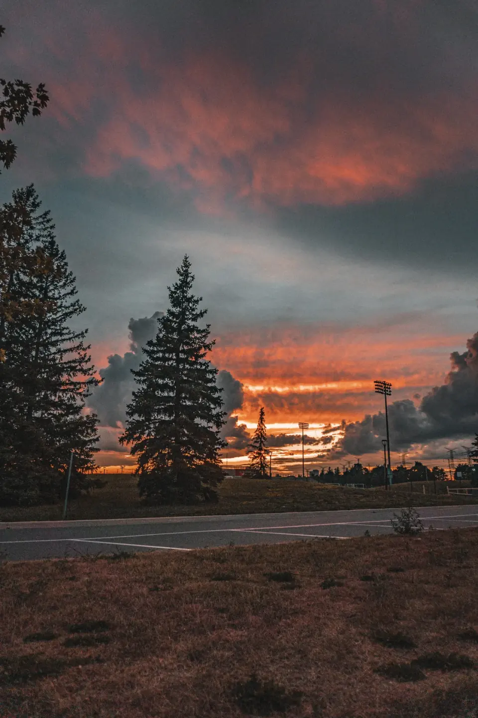York Sunset Tree. Landscape, weather, distance.