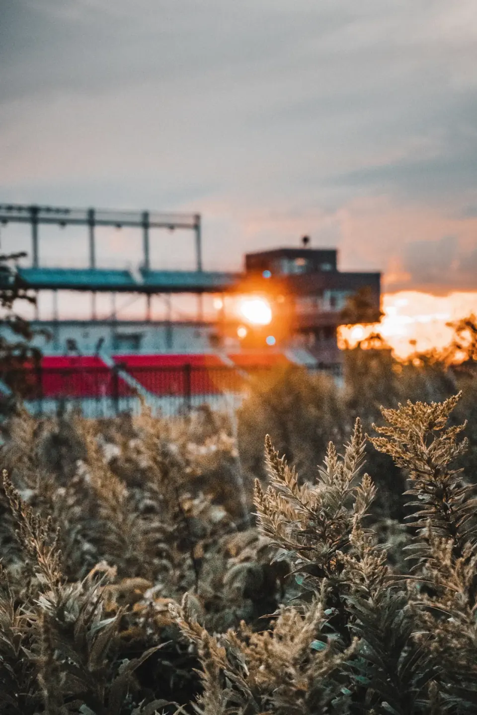 Sunset Bushes. Landscape, weather, distance.