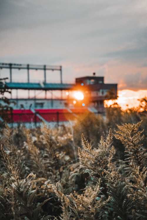 Nature Photography - sunsetBushes